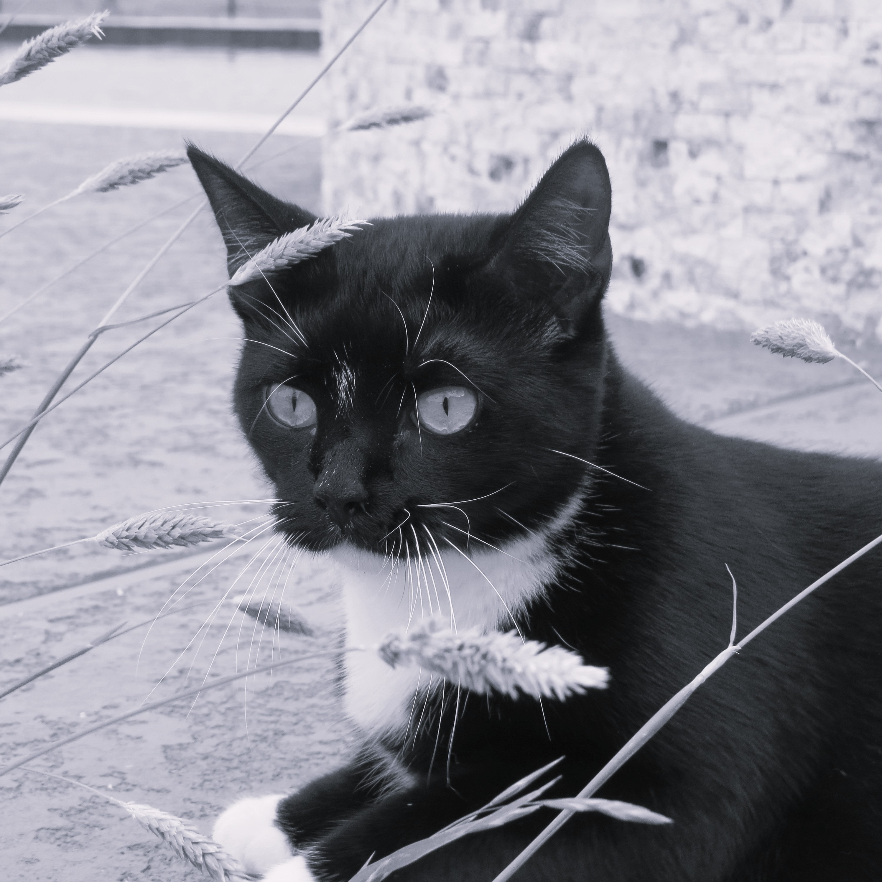 Monochrome